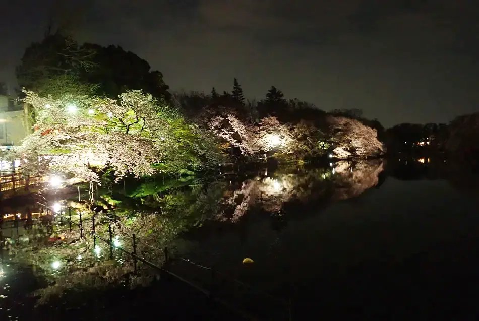 🌸 신카와 벚꽃길 (신카와 사쿠라 도리) 이미지 5